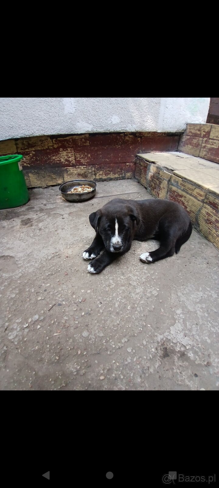 Amstaff