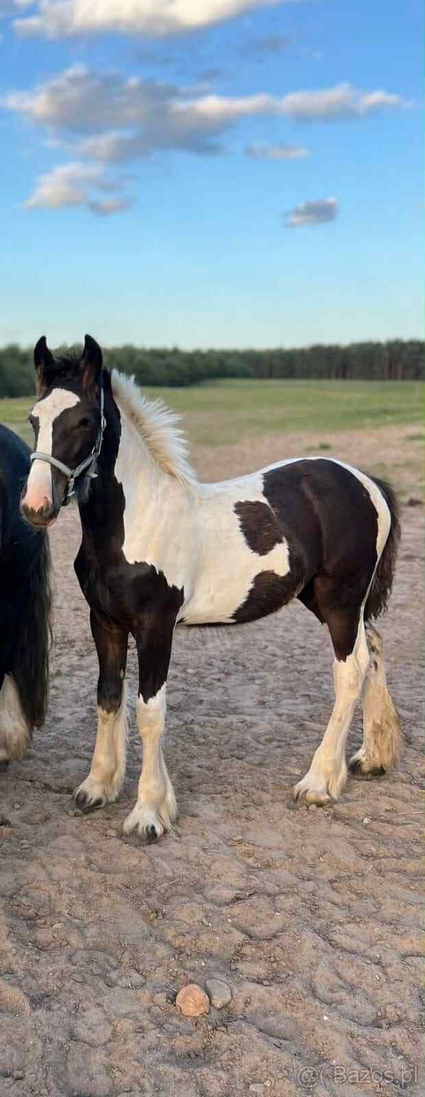 Tinker źrebak ogierek