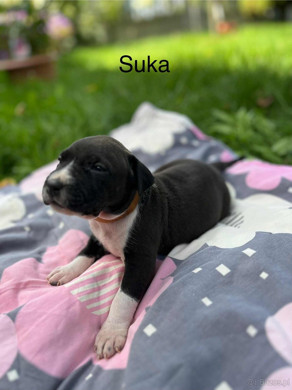 Masywne szczeniaki amstaff