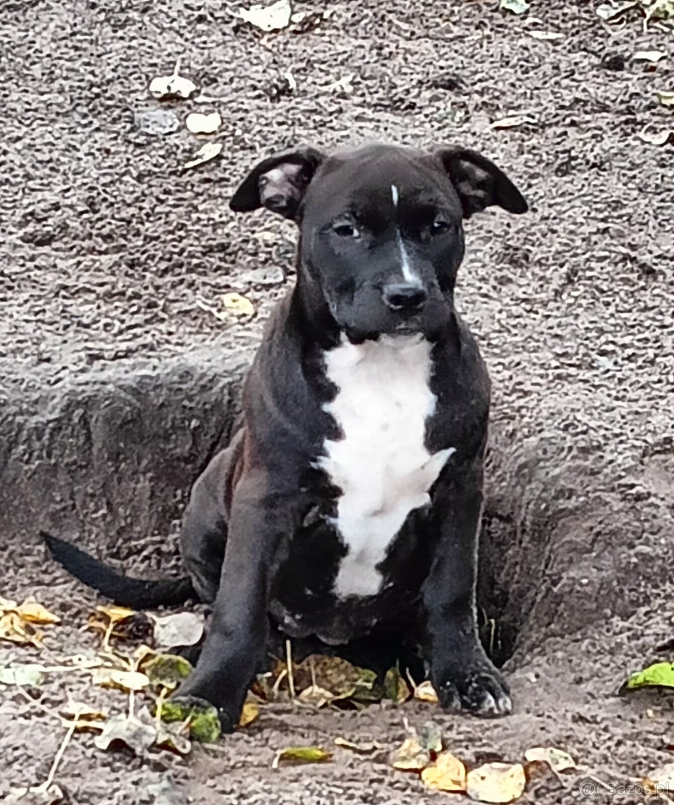 Masywne szczeniaki amstaff