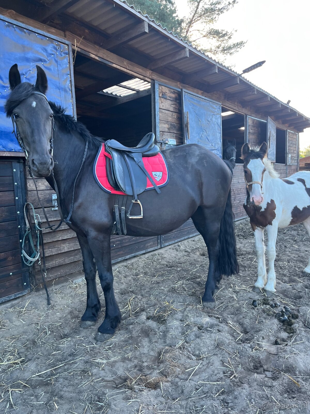 Klacz 3/4 Fryza Kalipso