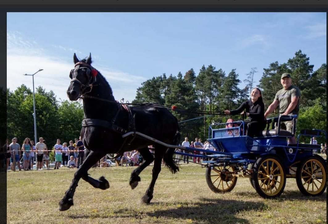 Klacz Fryzyjska Ylena