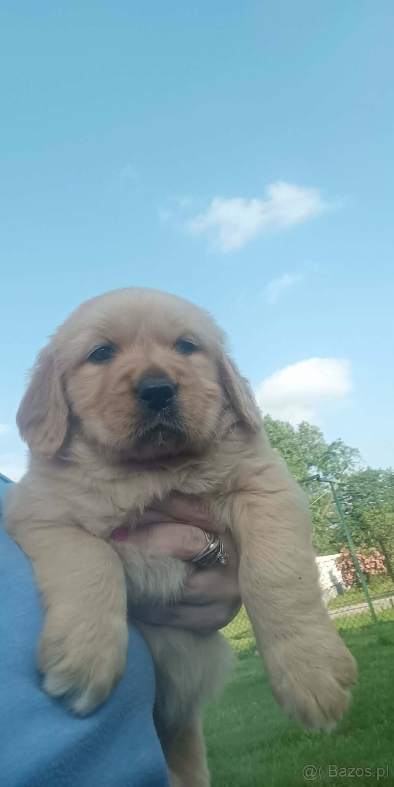 Golden Retriever szczeniaki