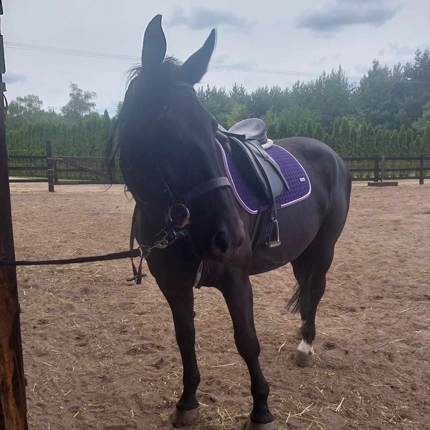 Polski Koń Sportowy Klacz Frezja