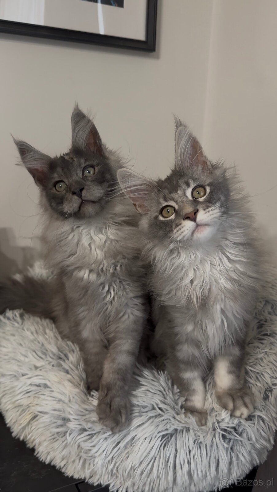 Maine Coon kocurki na sprzedaż