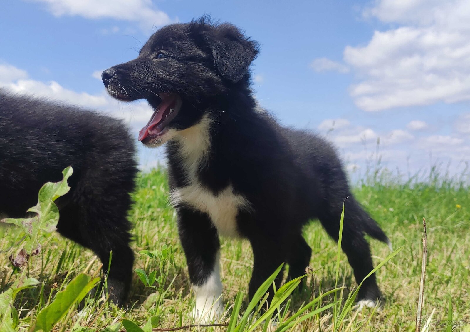 BORDER COLLIE z Hodowli - Rasowy pies z pełną dok.