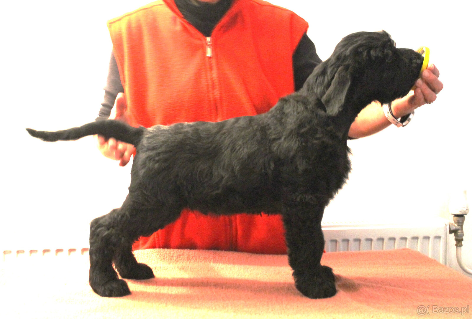 Sznaucer olbrzym, piesek z rodowodem