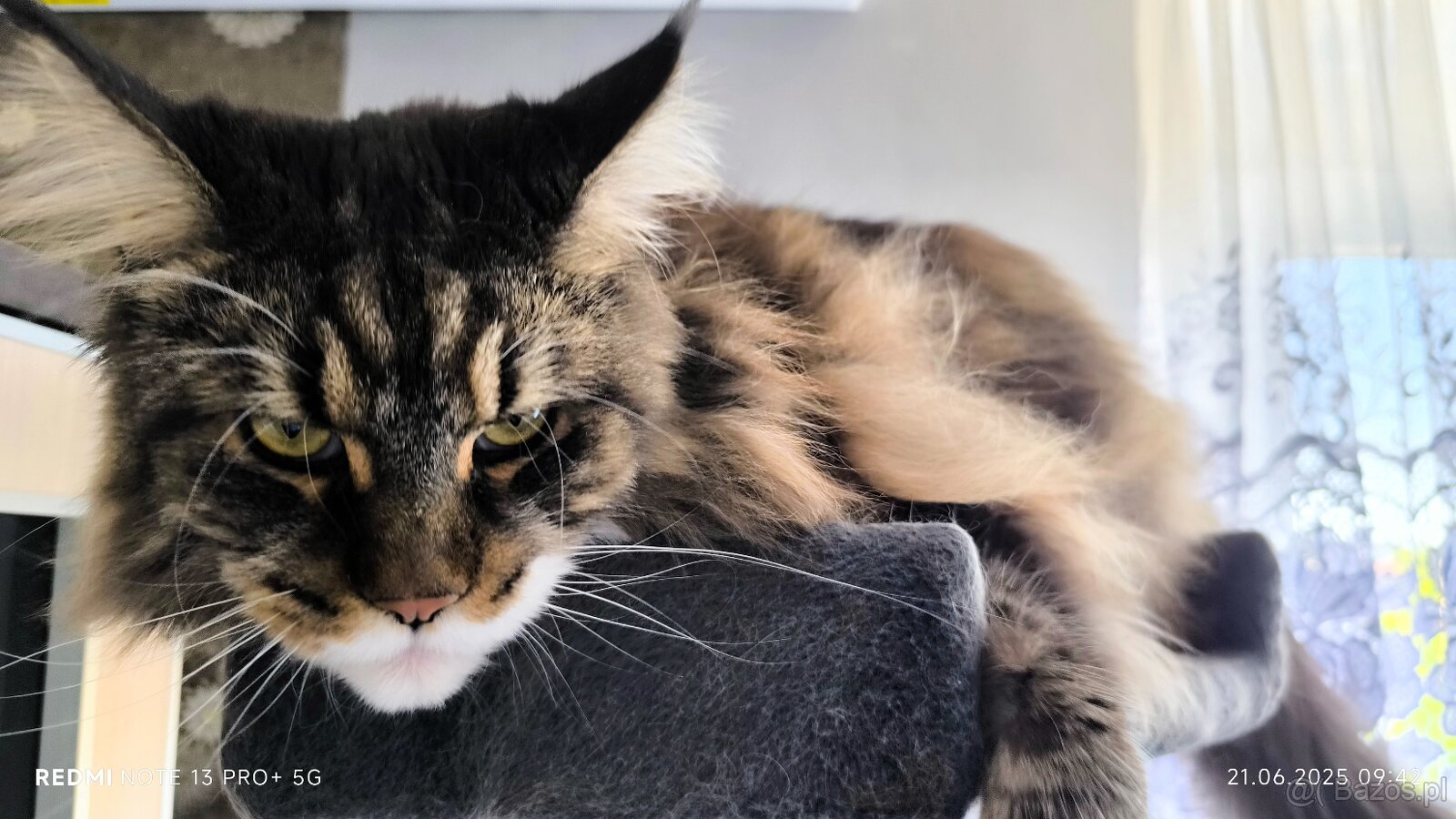 Maine coon kotka, drapak, kuweta, klatka