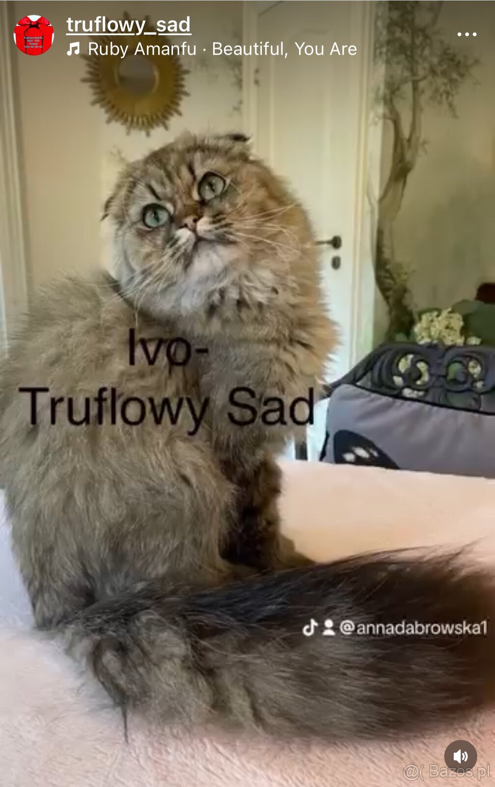 Ivo