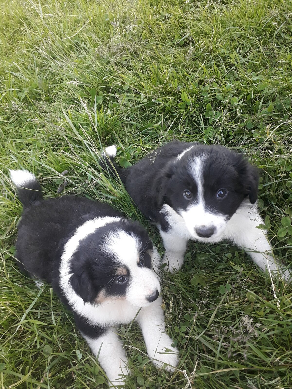Szczeniaki pieski Border collie