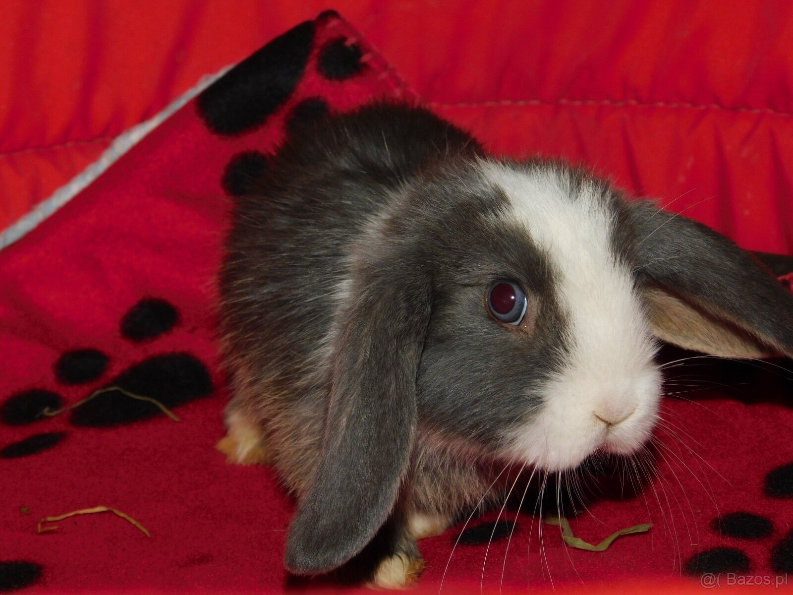 Cudowne baranki mini lop