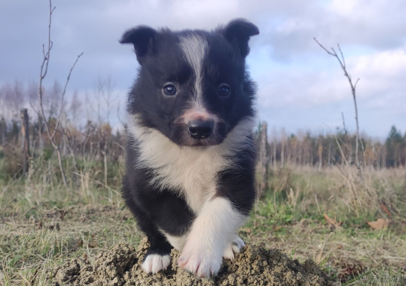 Piękna Rasowa Suczka Border Collie, szczenię z pełną dok.