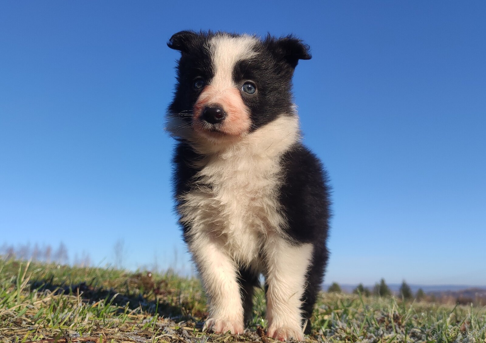 Piękna Rasowa Suczka Border Collie, szczenię z pełną dok.