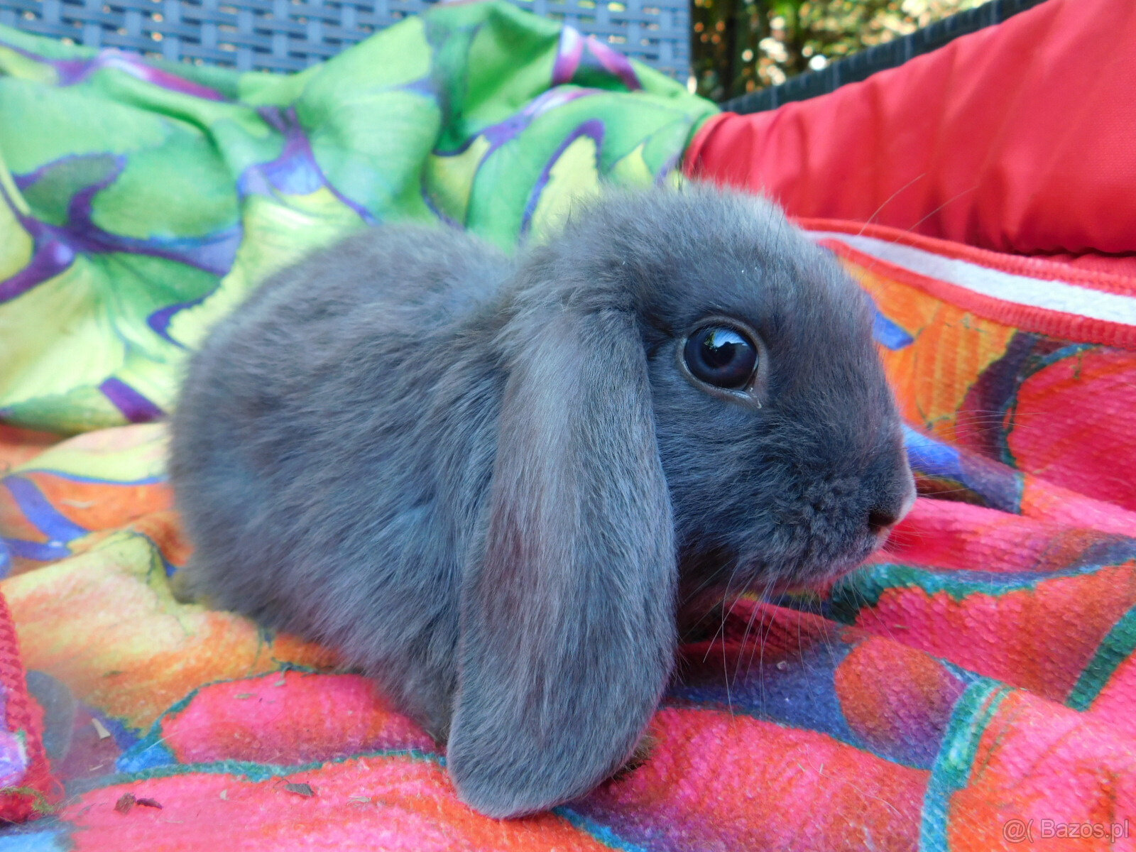 Niebieskie baranki mini lop