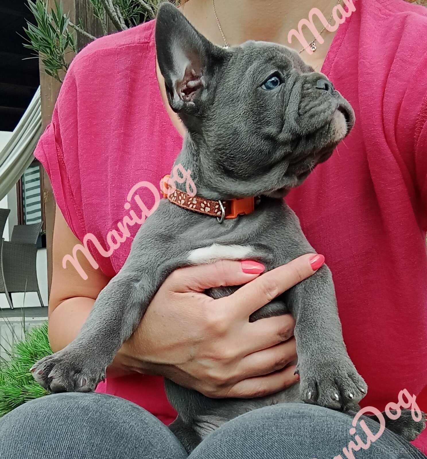 Buldog francuski BLUE niebieski szczeniak pies suka