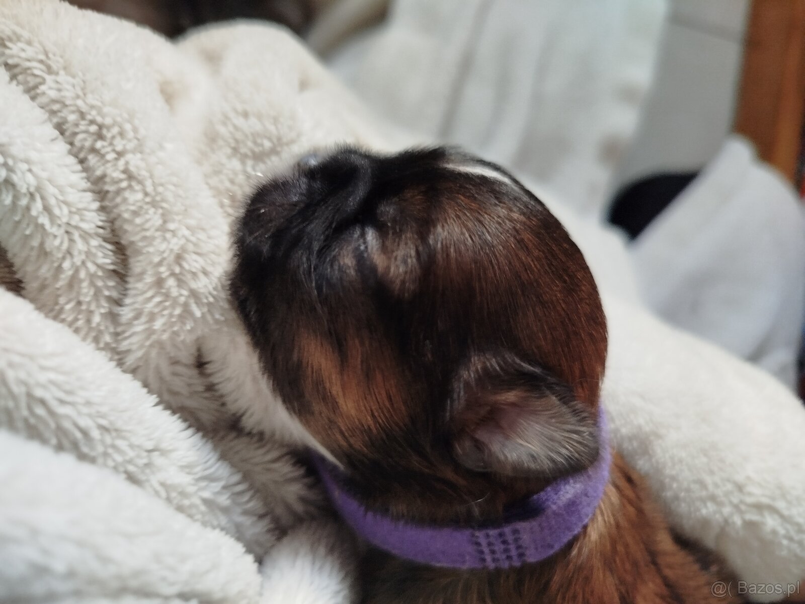 Sunia Shih Tzu z rodowodem