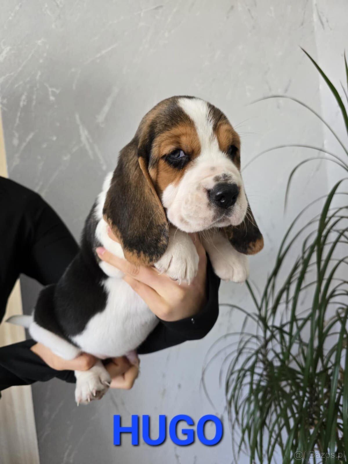 Szczenięta rasy Beagle Tricolor