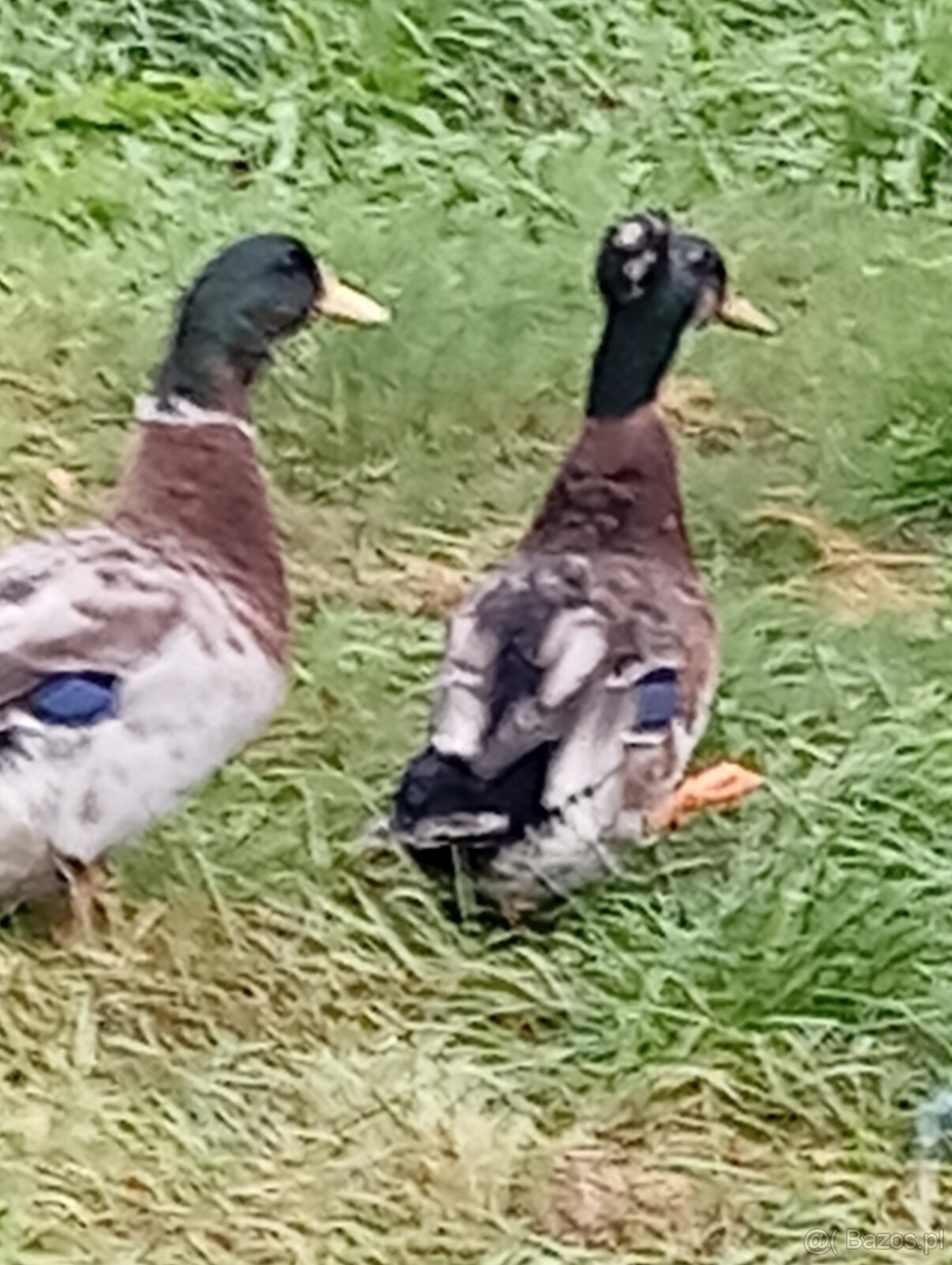 Sprzedam gęsi oraz kaczki
