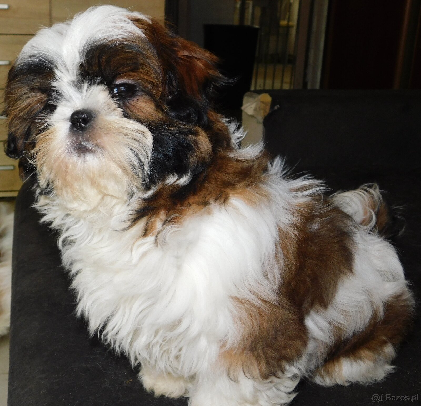 Piękna sunia shih tzu Diana