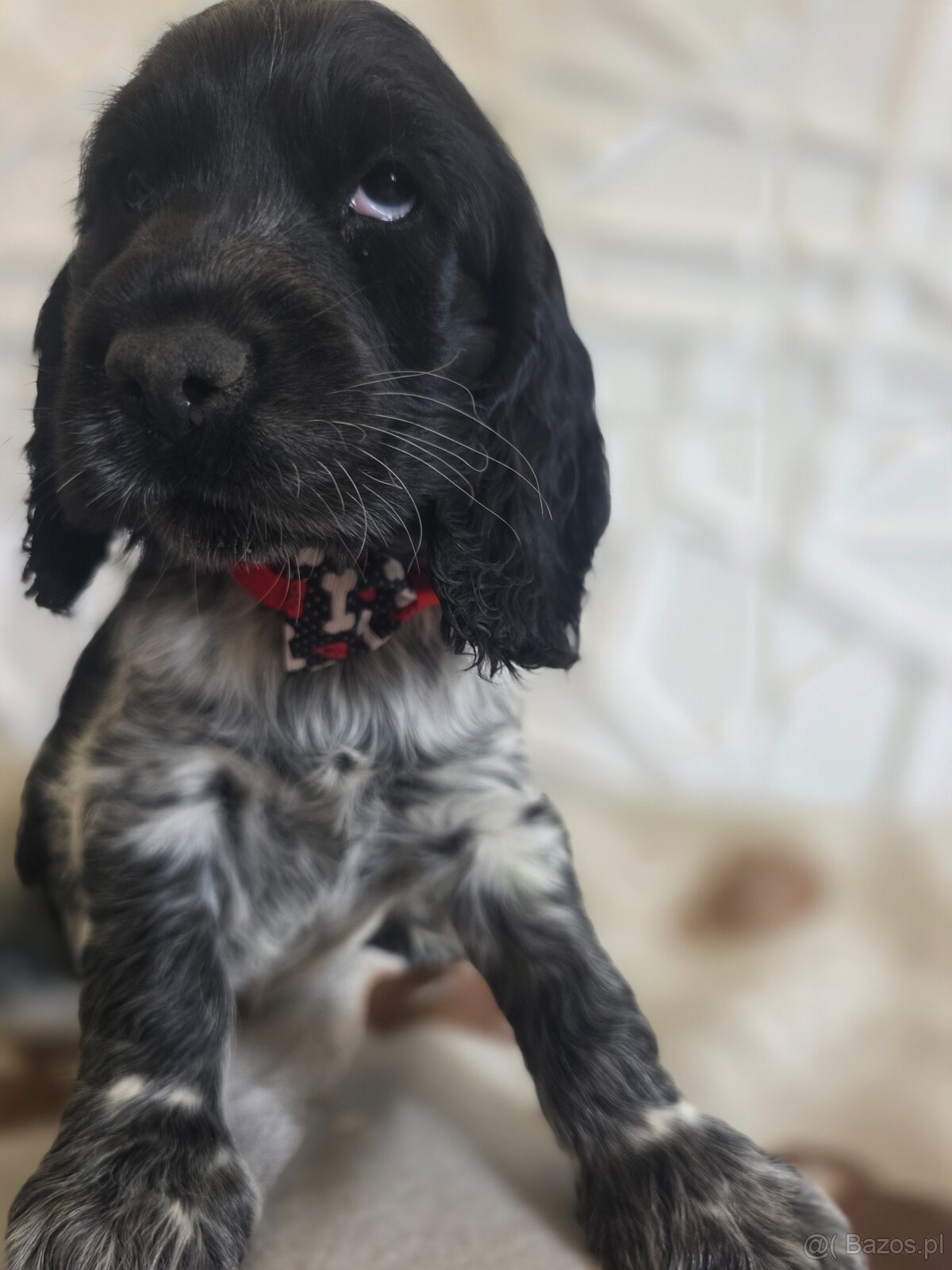 Cocker spaniel angielski