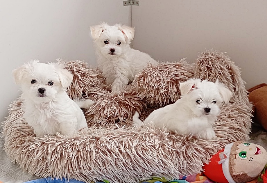 Maltańczyk suczka szczenię