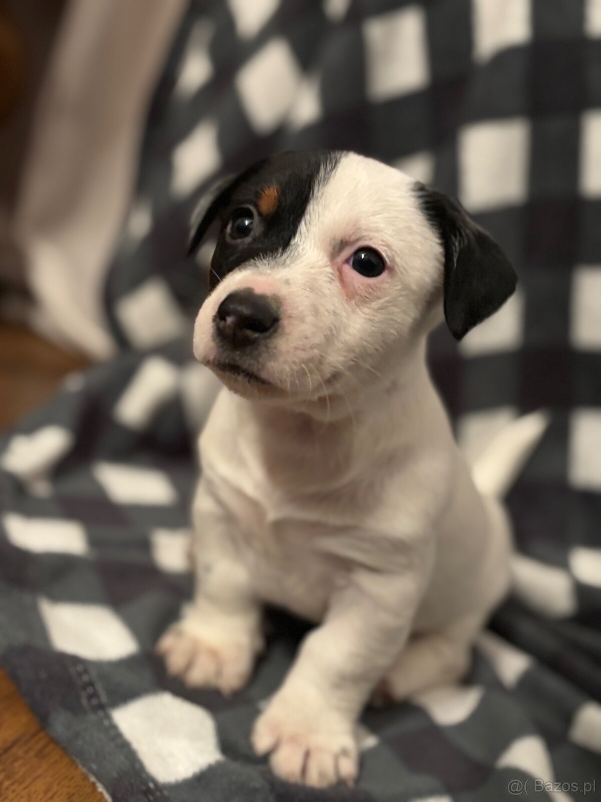 Jack russell terrier