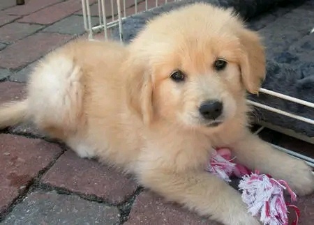 Szczenięta golden retrievera szukają nowych domów