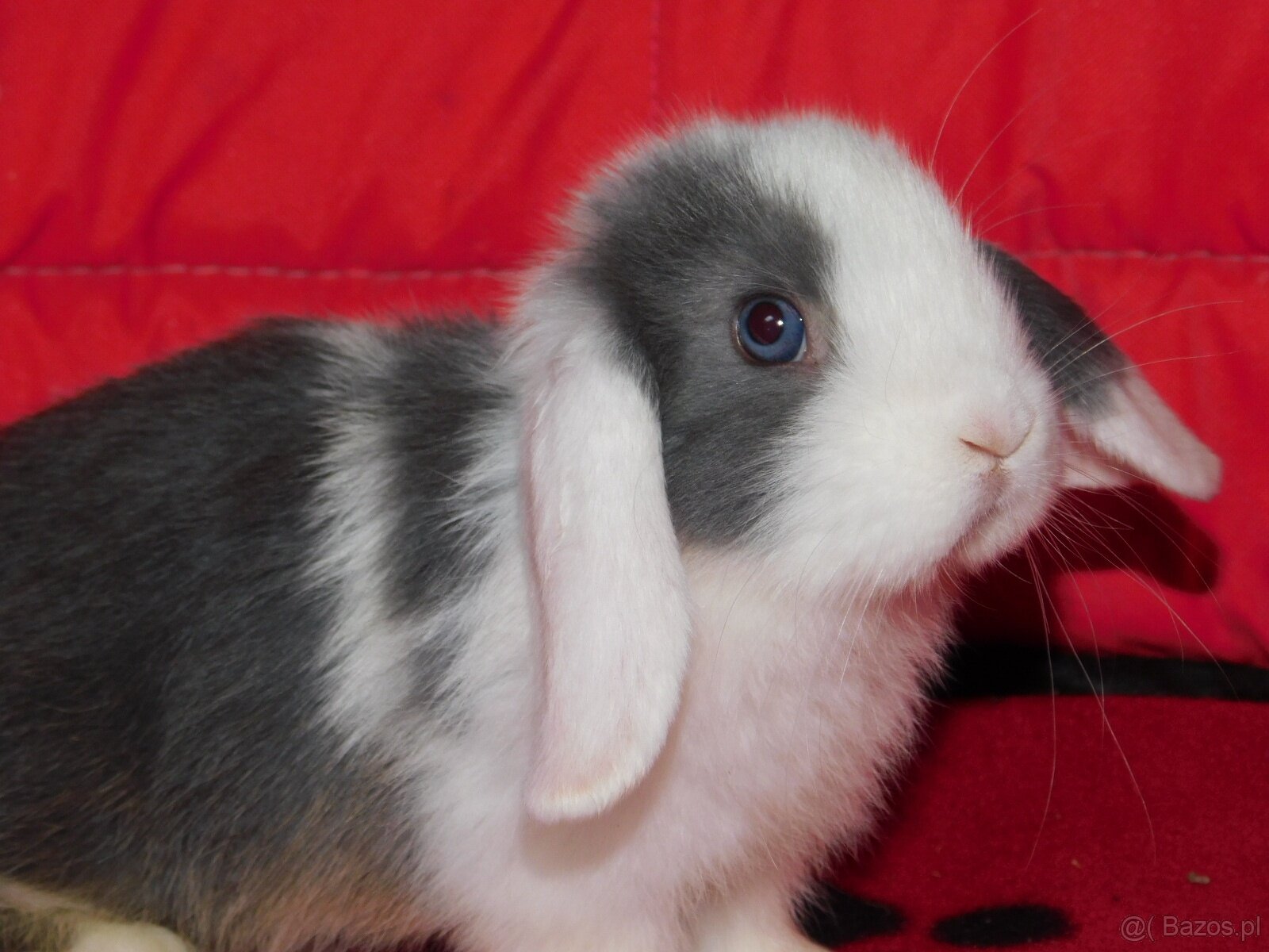 Samiczka niebiesko- biała mini lop