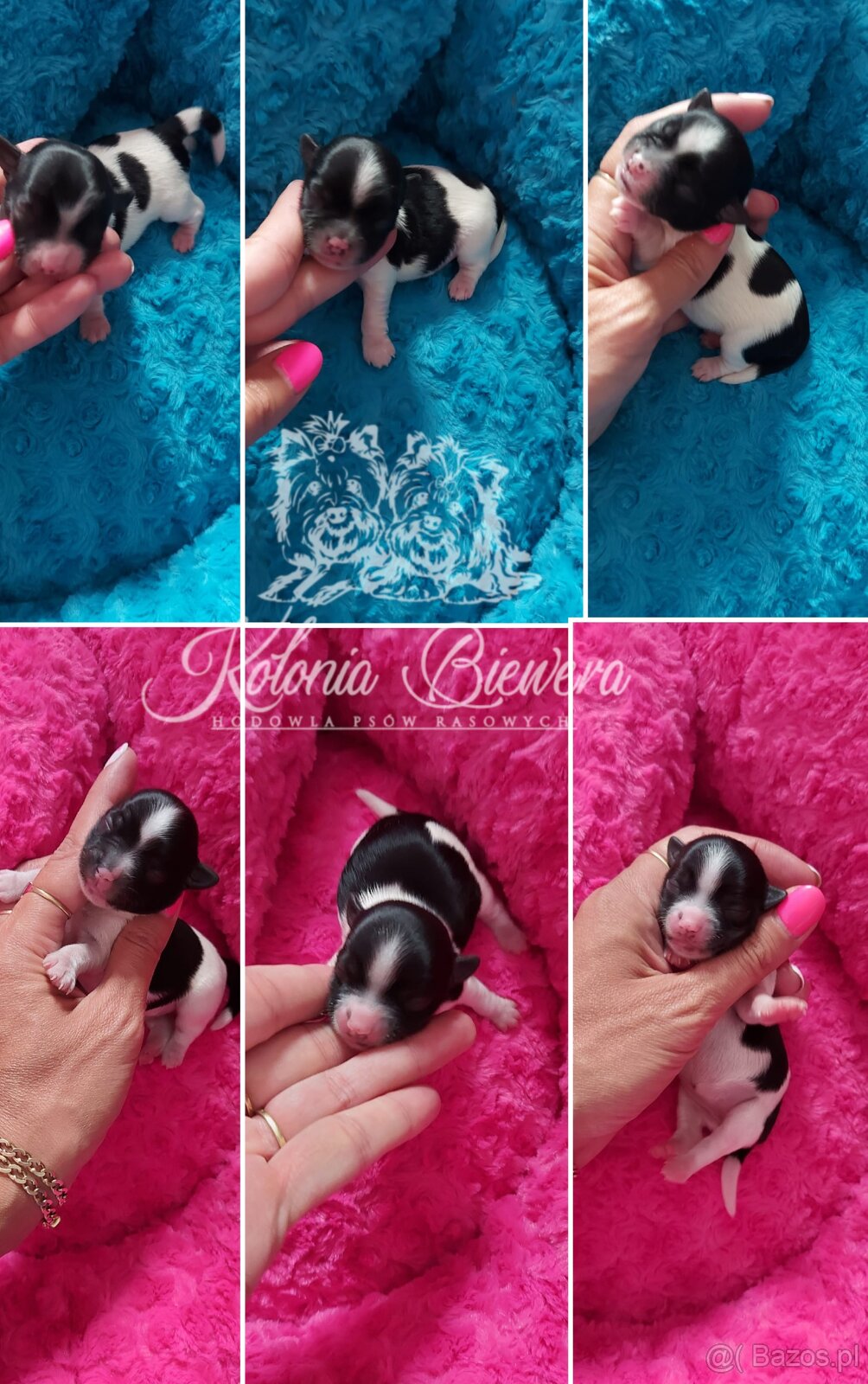 Yorkshire Terrier Czarno-biały piesek i sunia PASZPORT