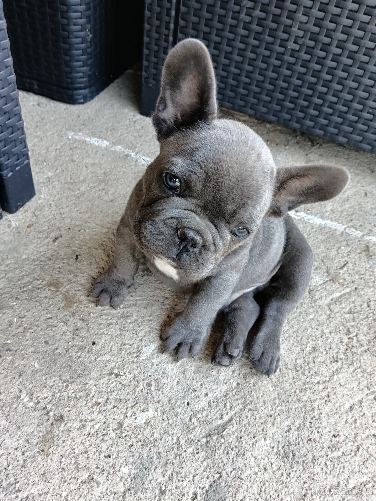 Buldog francuski blue