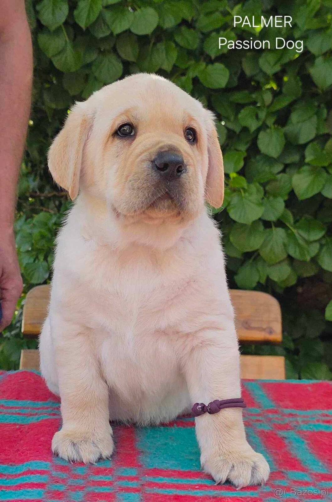 Labrador biszkoptowe szczenięta FCI