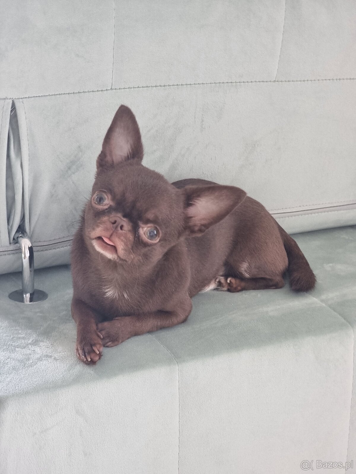 Piesek Chihuahua