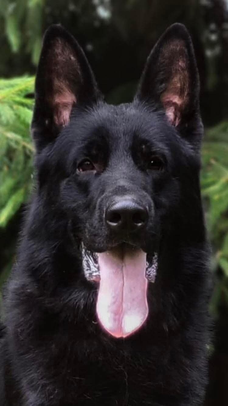 Czarny owczarek niemiecki FCI z rodowodem