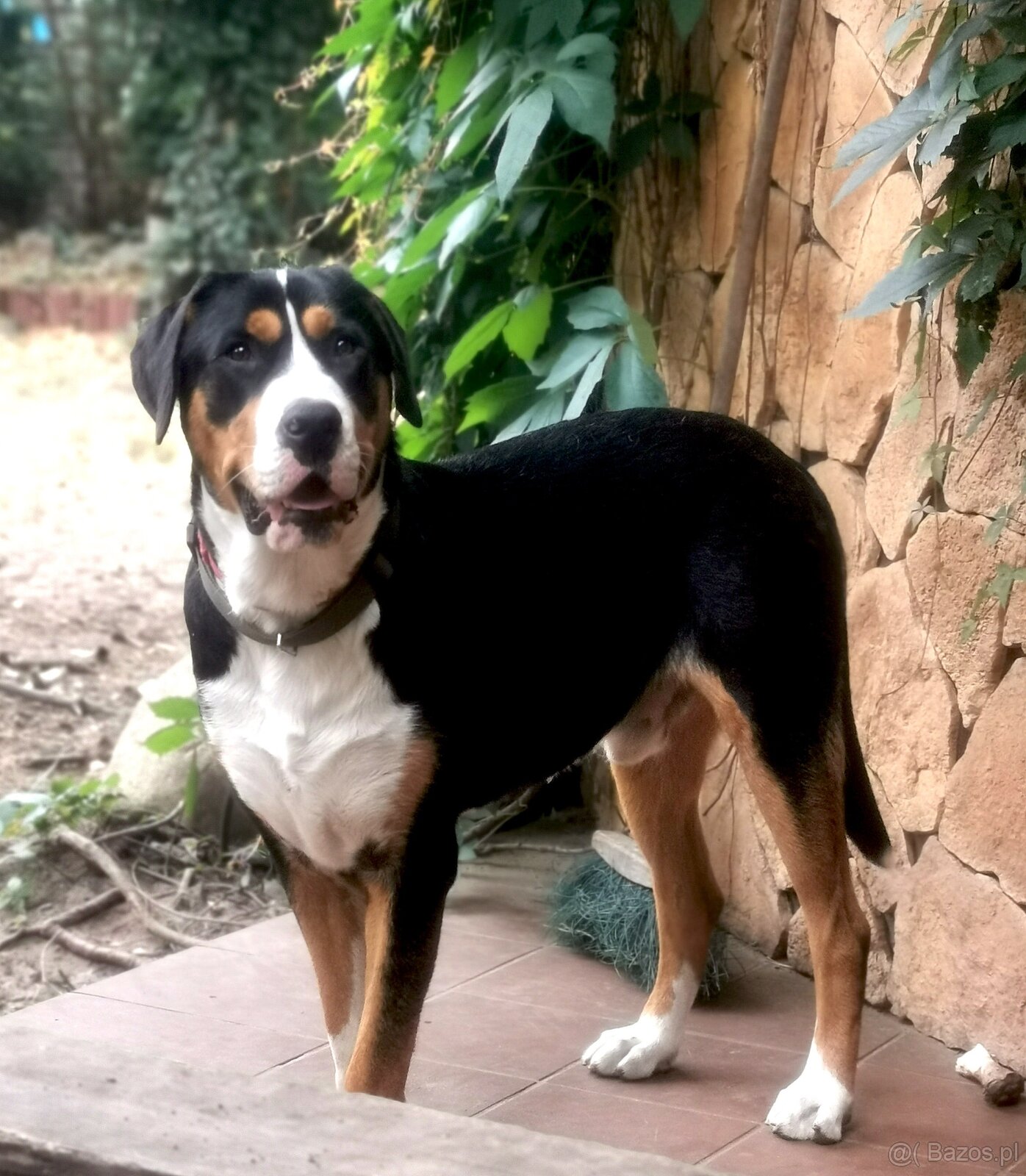 Duży Szwajcarski Pies Pasterski