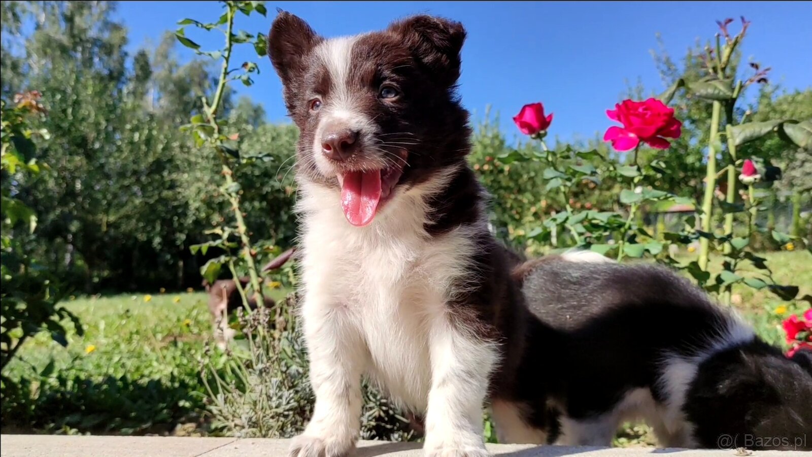 Wspaniały Pies FAZI - BORDER COLLIE z pełną dok. super rodzi