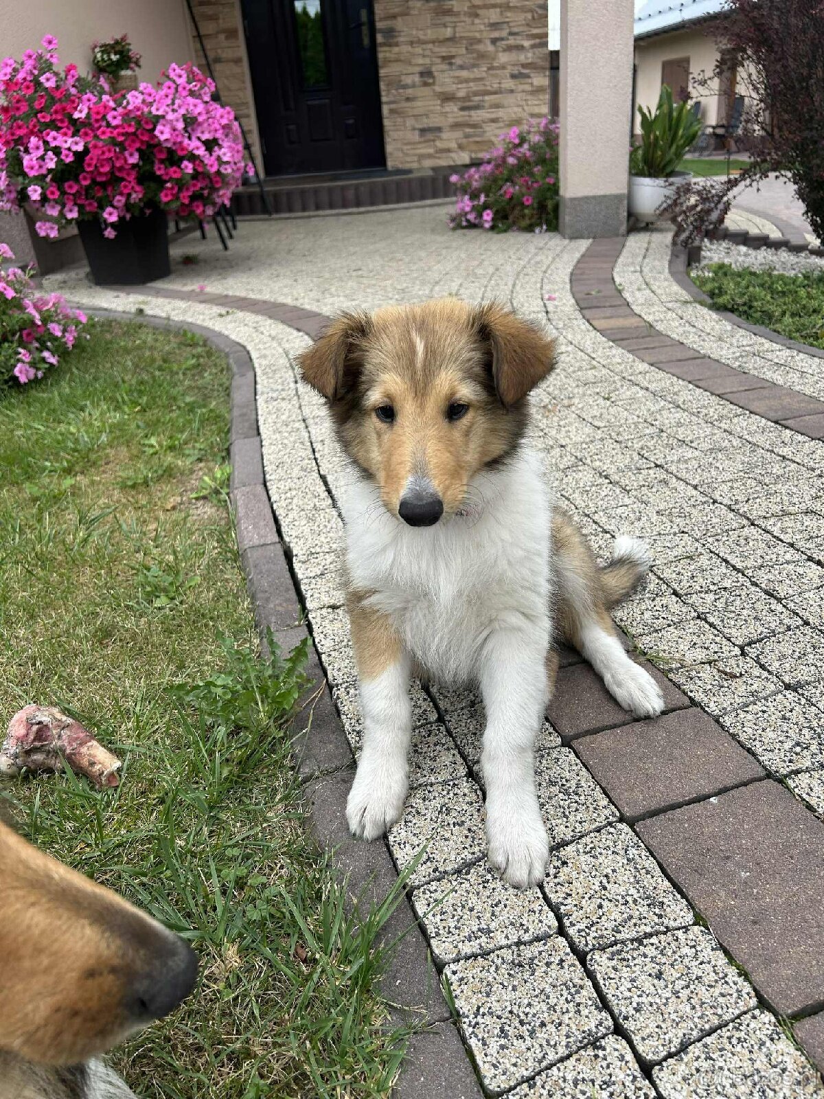 Suczka Owczarka collie