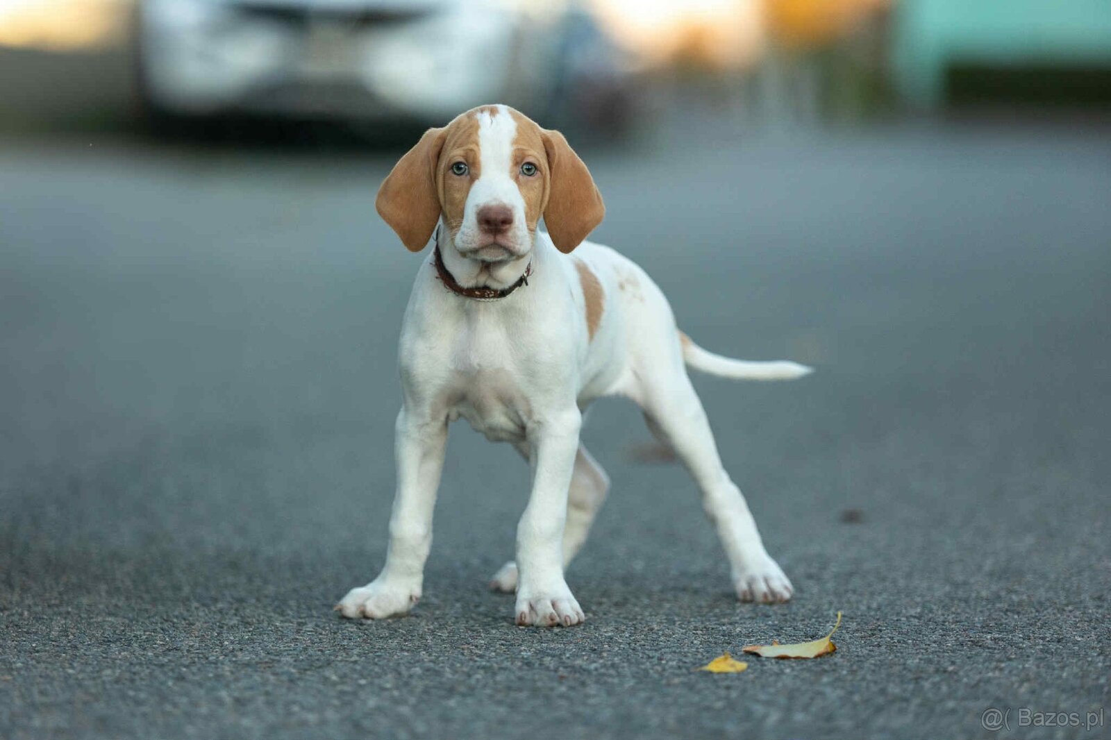 Braque saint-germain
