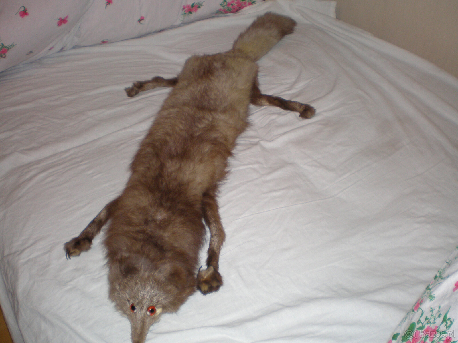 Sprzedam kołnierz z lisa,używany, stan bardzo dobry.