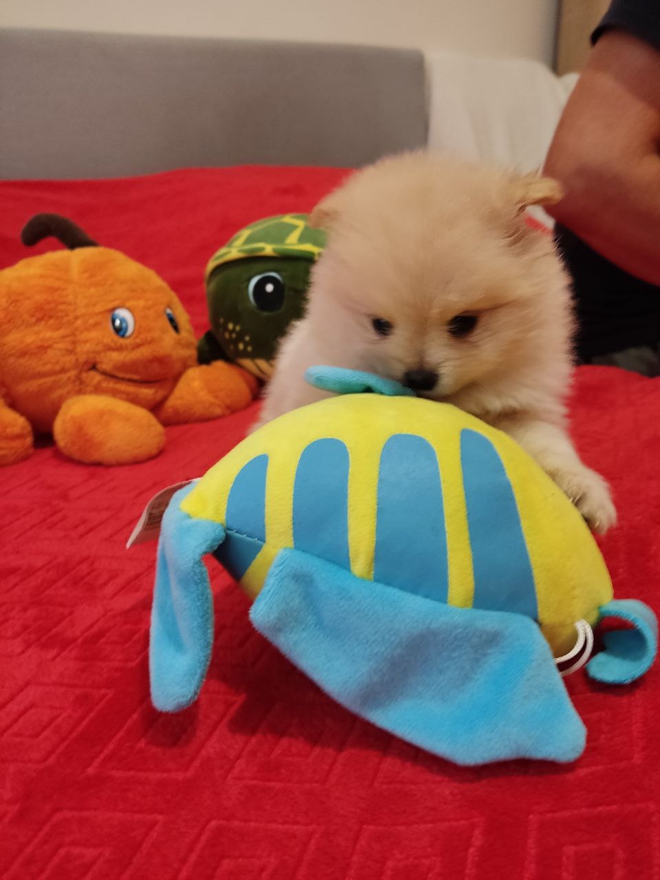 Szpic pomeranian