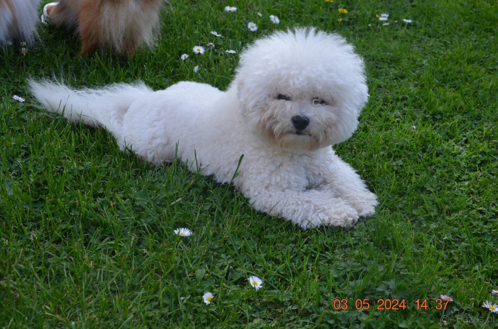 Bichon frise FCI do rezerwacji