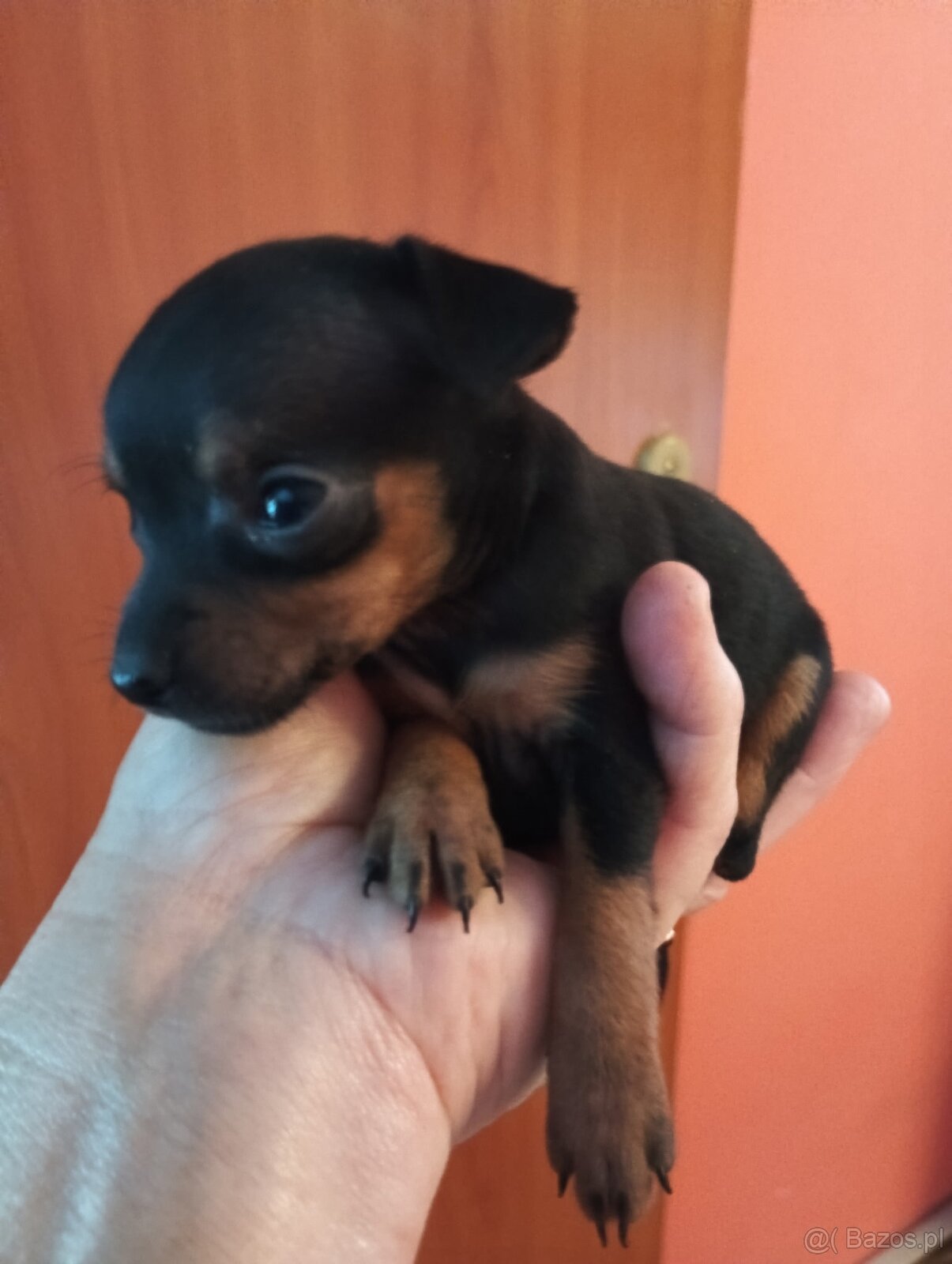 Pinczer miniaturka