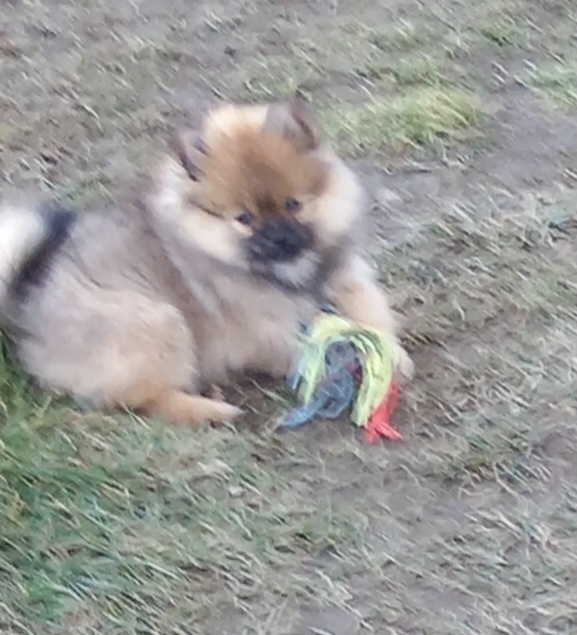 Szczenięta pomeranian