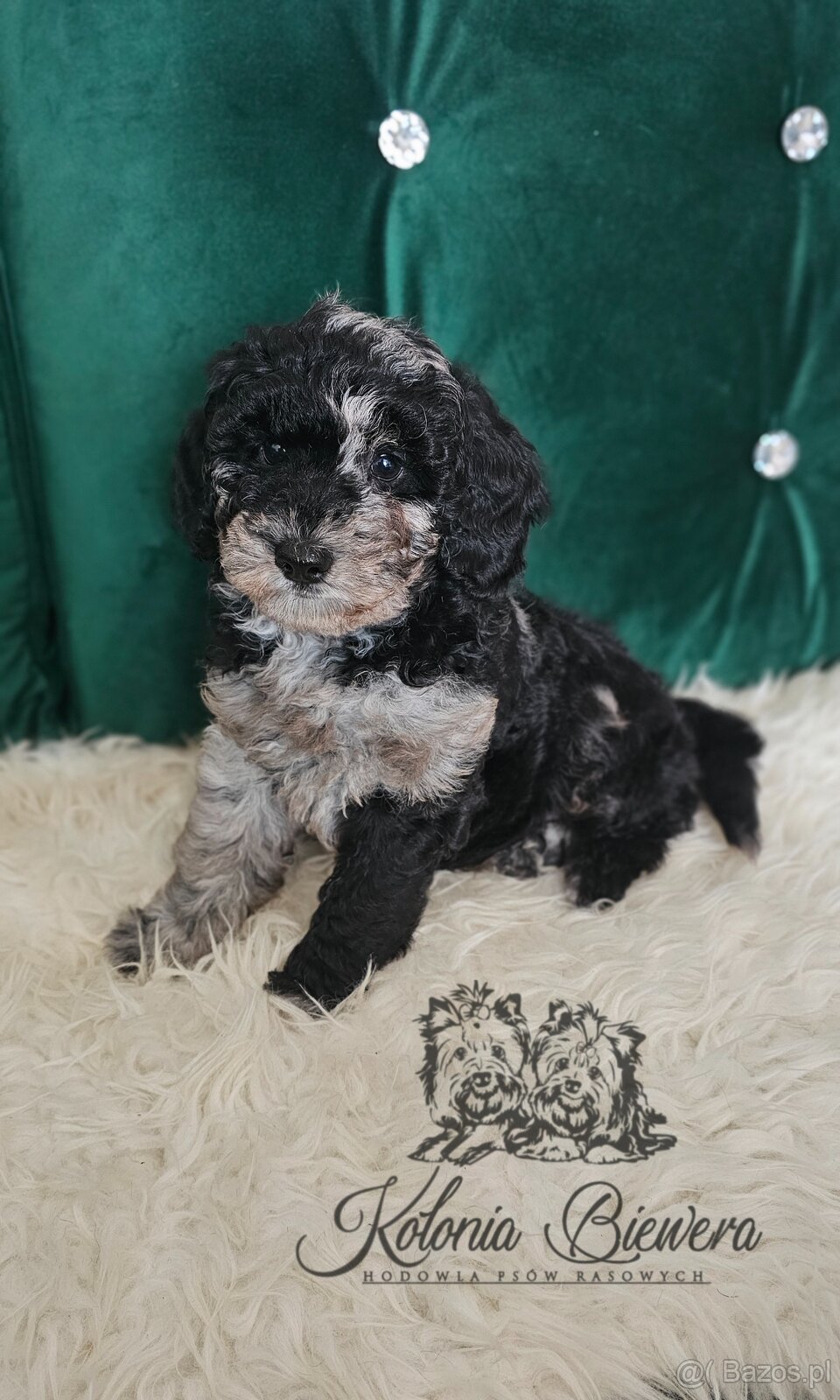 Pudel Miniaturowy piesek Blue Merle Badania genetyczne
