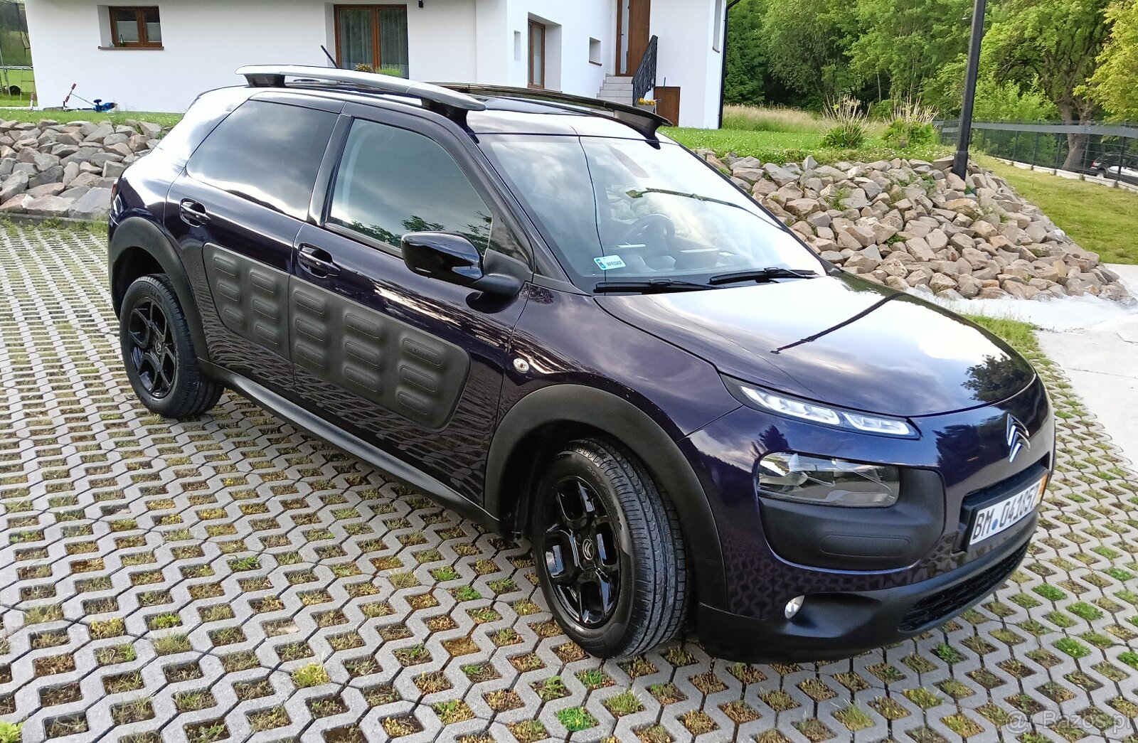 C 4 cactus