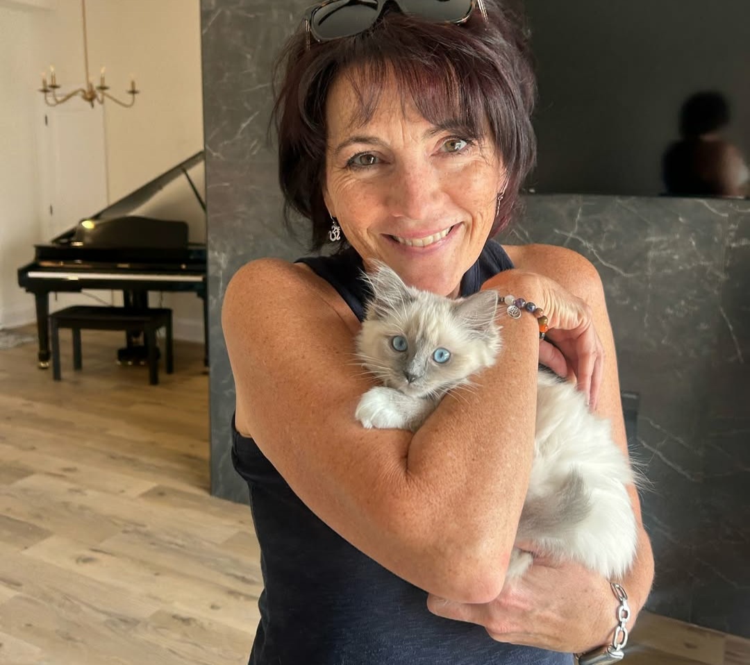 Kocięta rasy ragdoll dostępne do adopcji