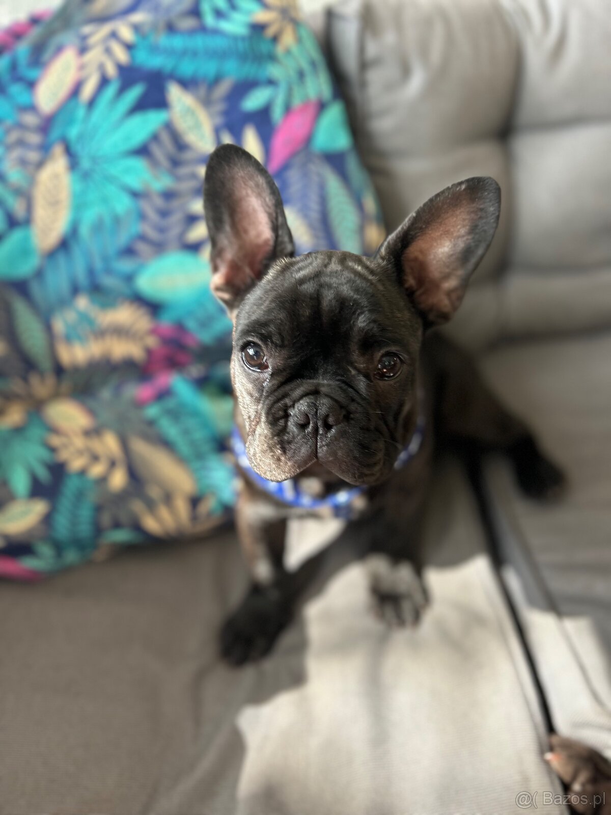 Buldog Francuski