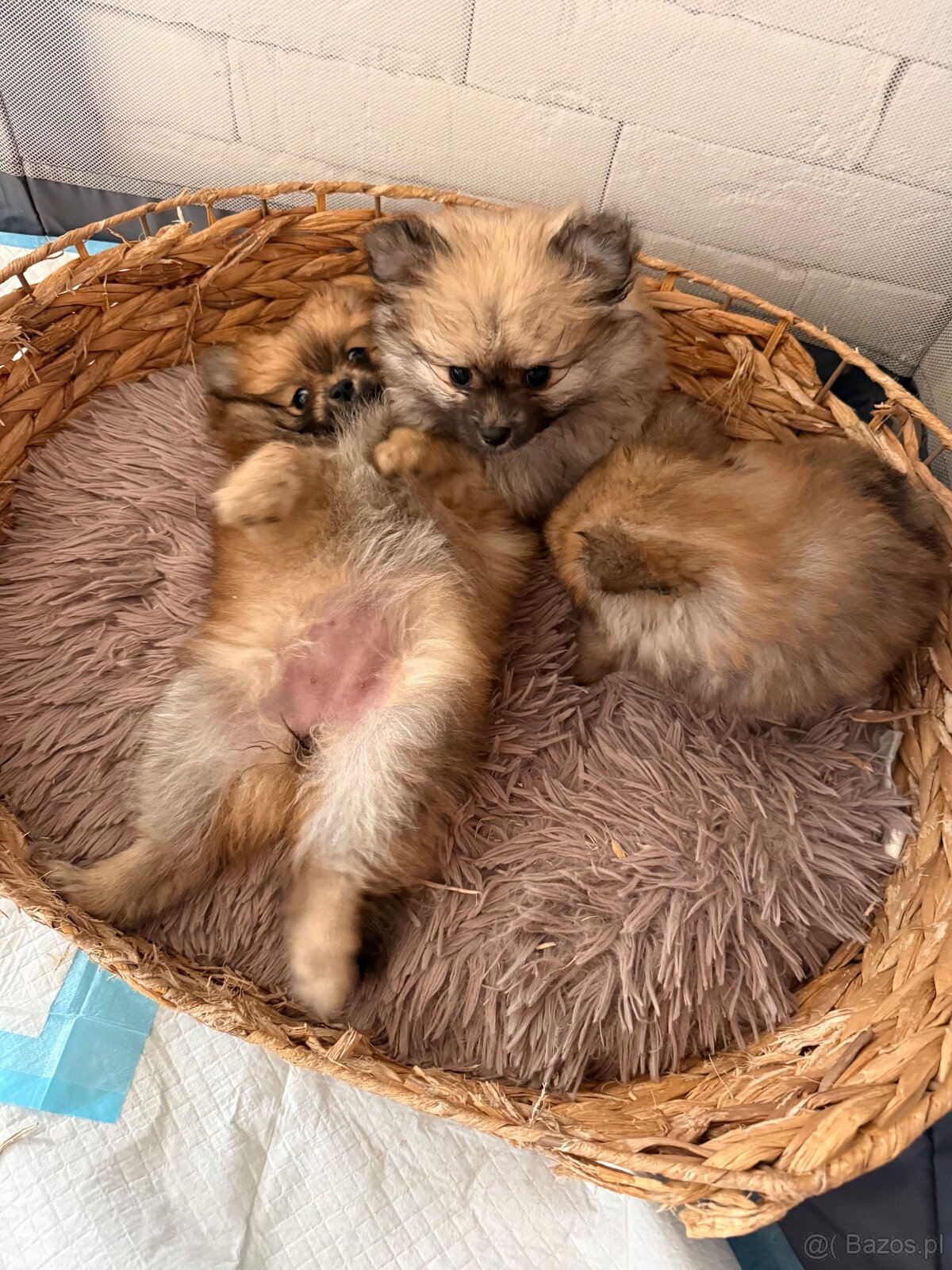 Pomeranianki miniaturka