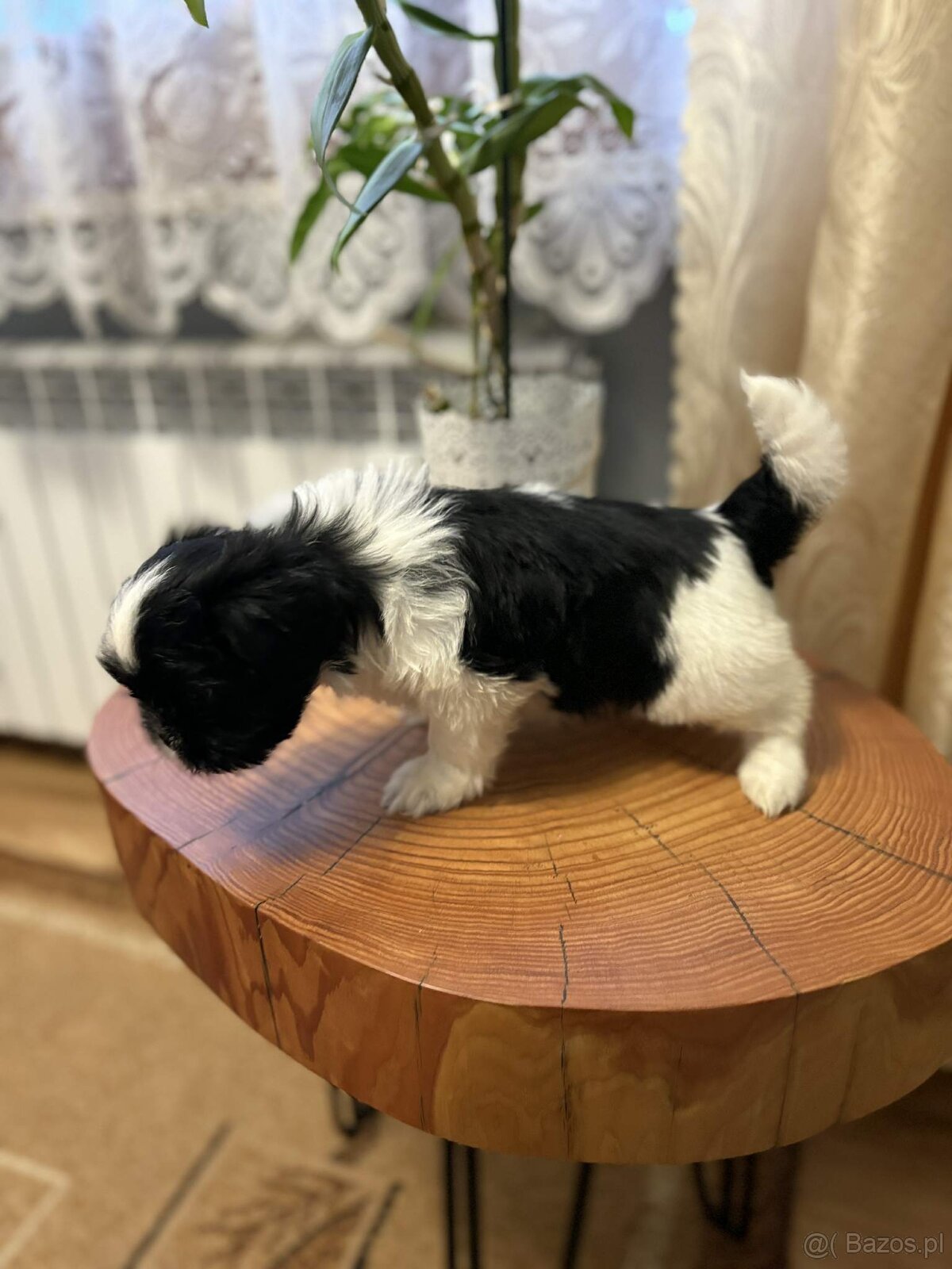 Pieski Shih Tzu