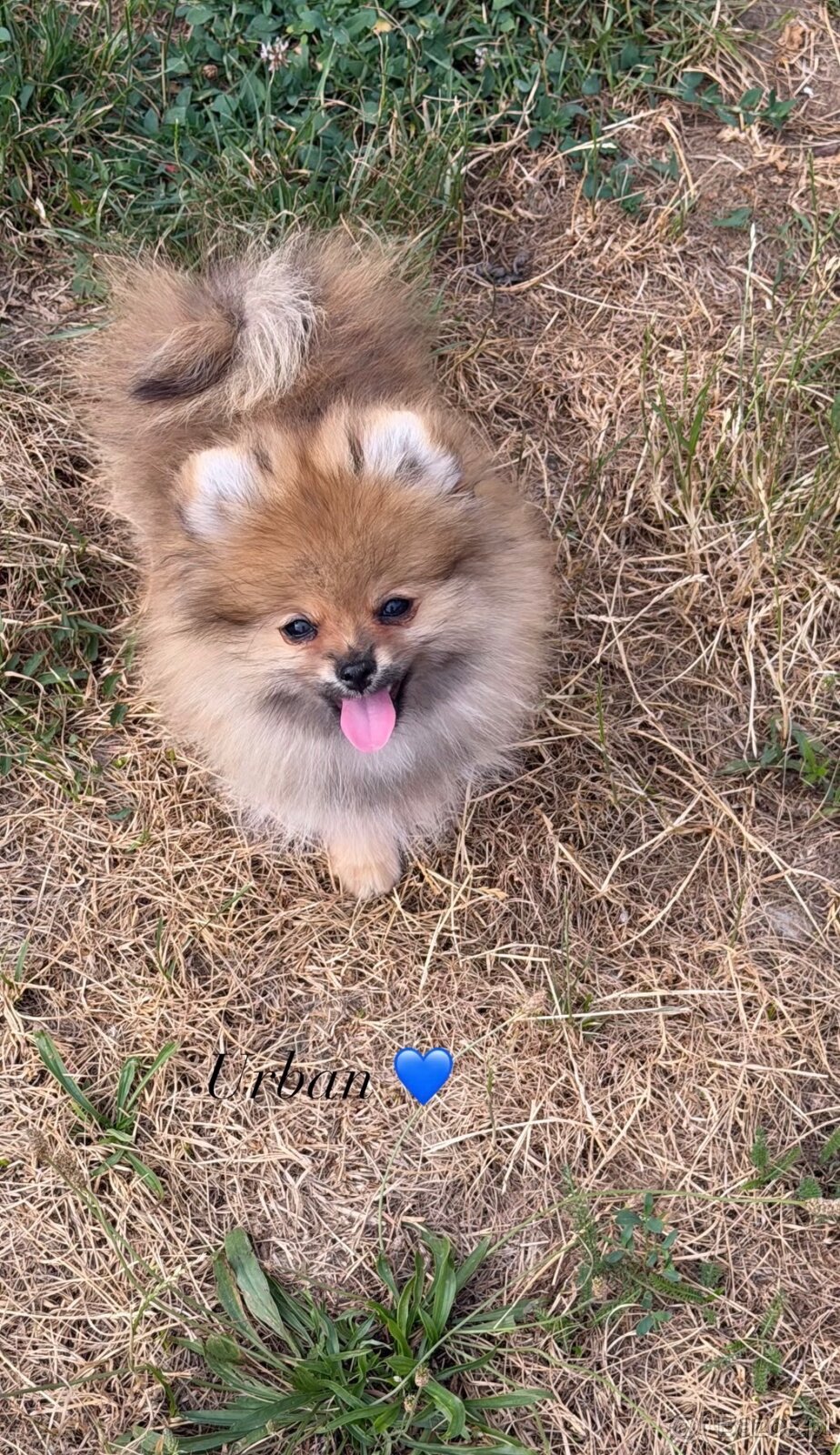 Pomeranian