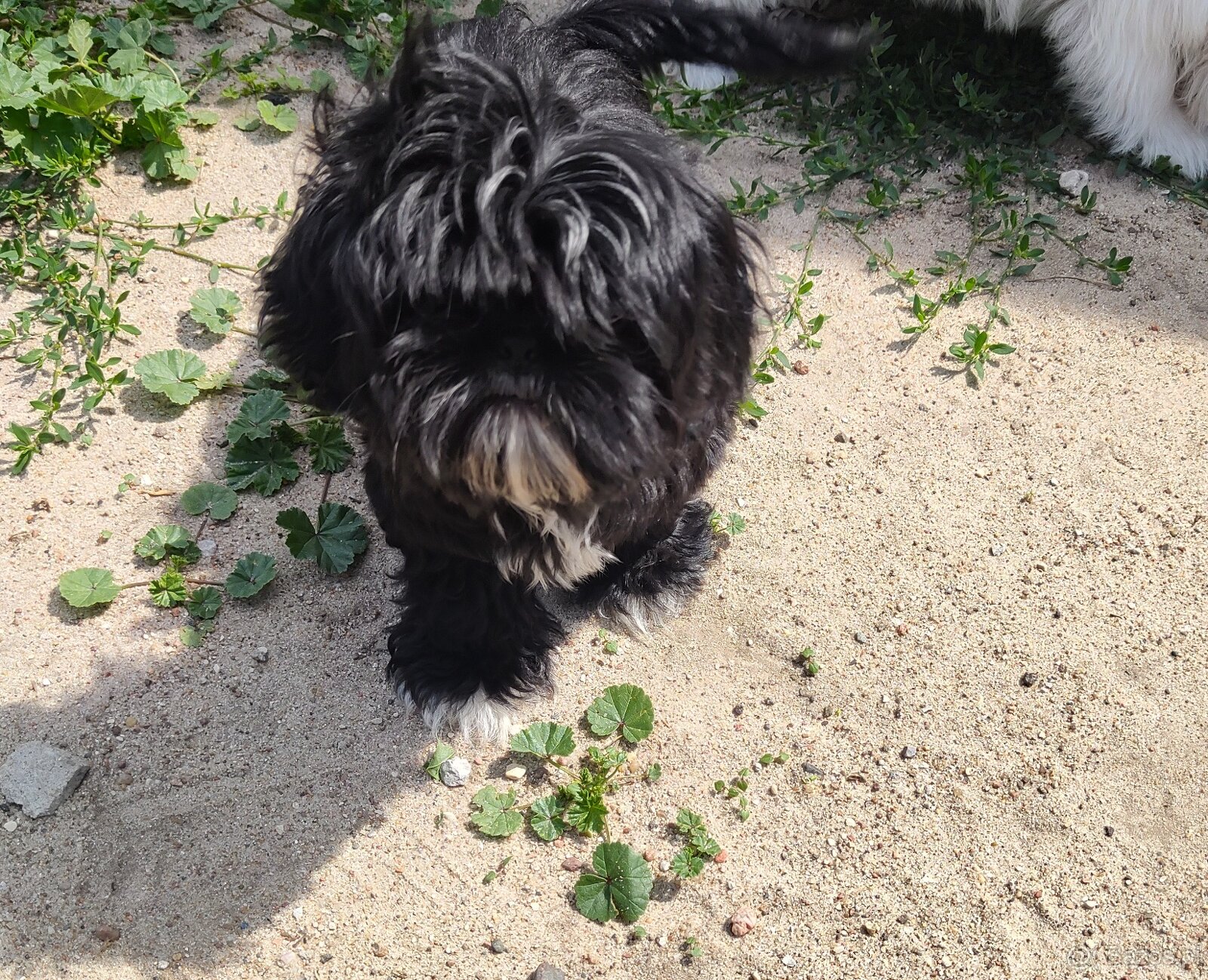 Suczka Shih-tzu